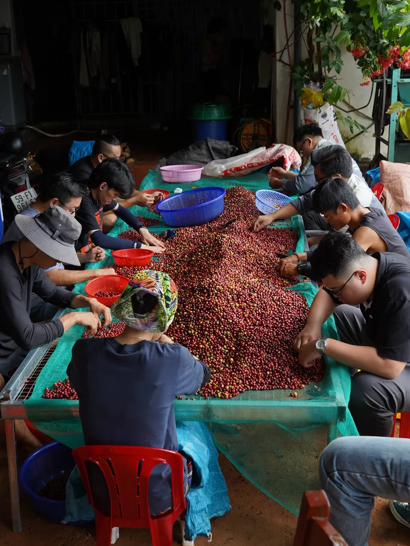 Người lao động phân loại cherry cà phê chín trên bàn sơ chế